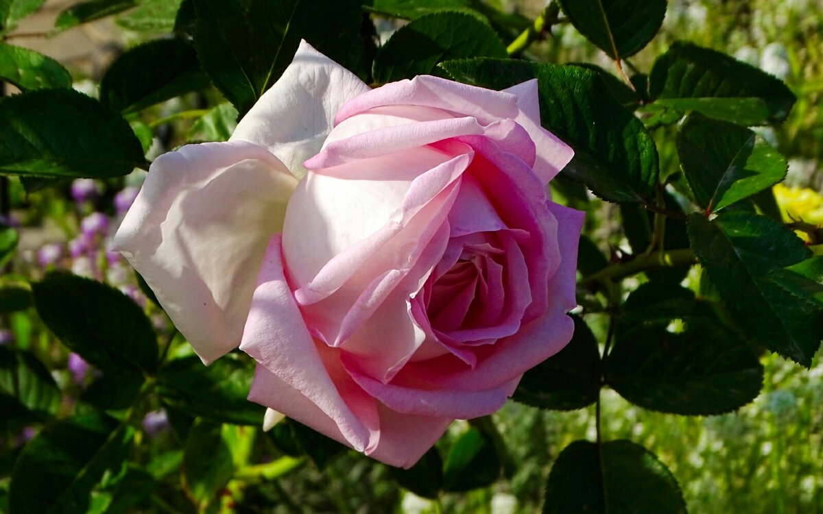 Красота и соответственно от природы. - Милешкин Владимир Алексеевич 