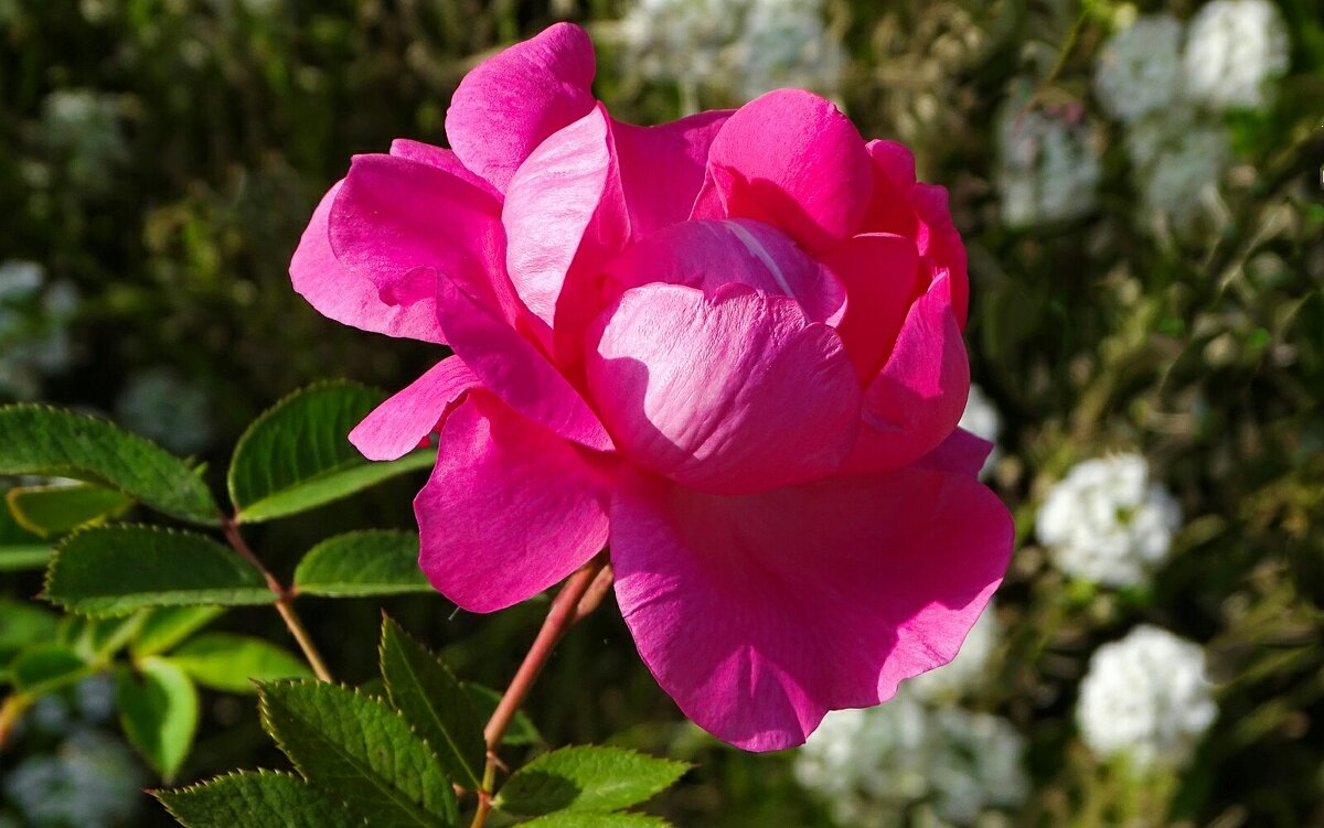 Цветы на городских клумбах в сентябре. - Милешкин Владимир Алексеевич Цветы на городских клумбах в сентябре. - Милешкин Владимир Алексеевич