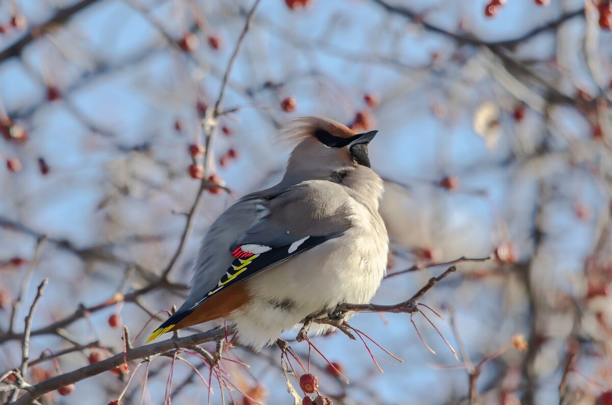 Свиристель - Виктор Иванович Чернюк