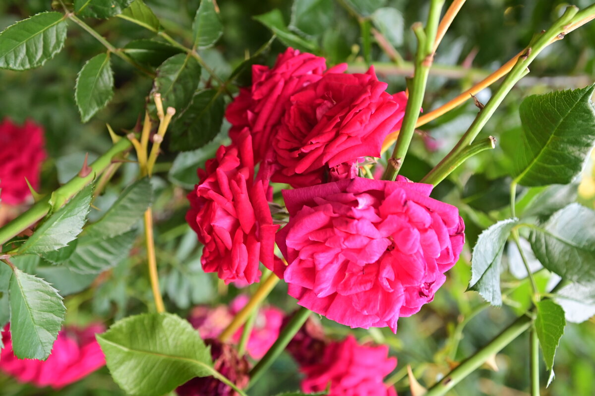 1 - Константин Сафронов