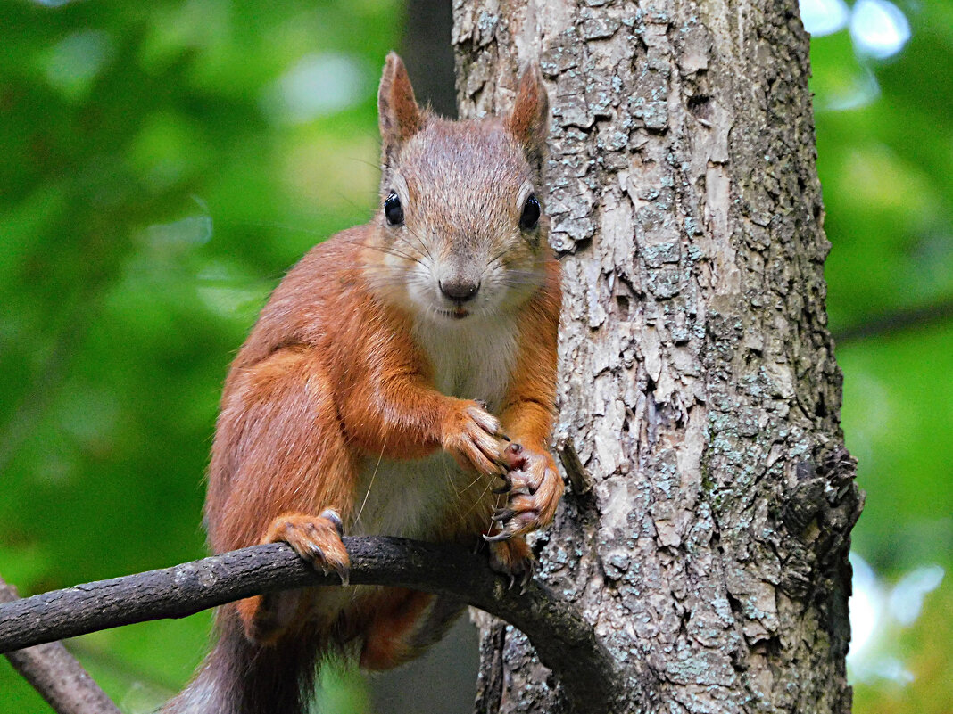 Белка - Лина 