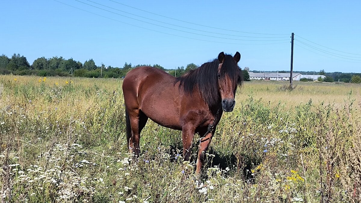 В деревне. - Ольга В деревне. - Ольга