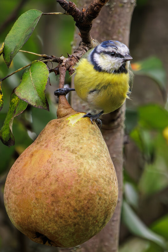 Лазоревка - Sergey38 