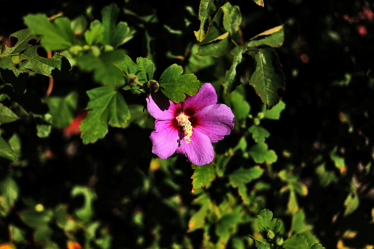 Гибискус - Юрий Гайворонскiий