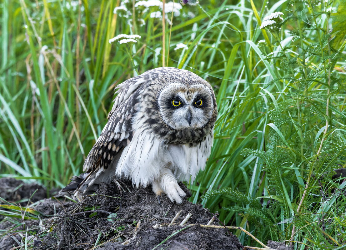 сова болотная - слеток. - юрий макаров