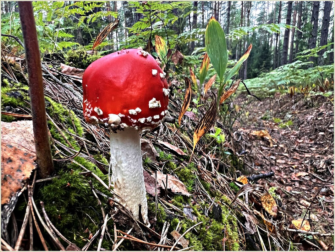 Мухомор красный. - Валерия Комова