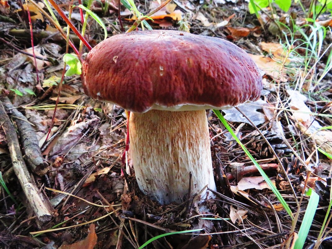 Боровик - Андрей Снегерёв