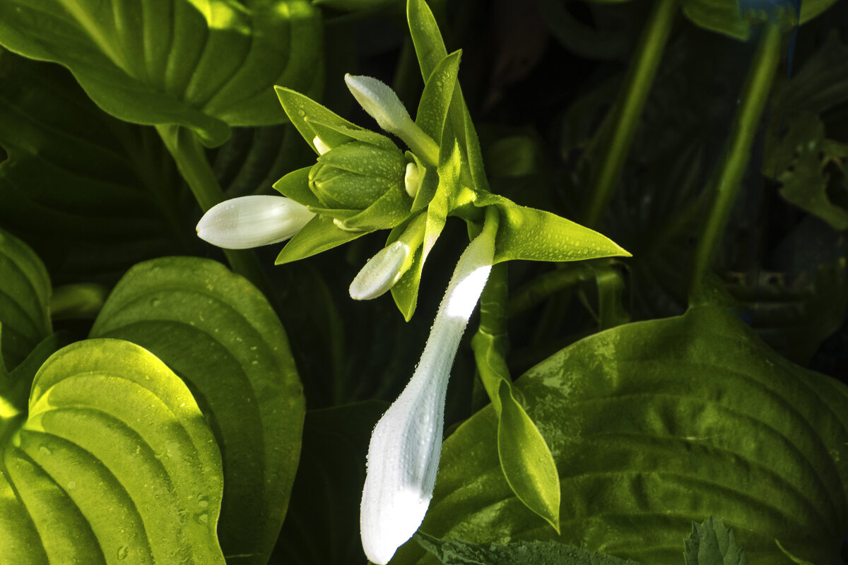 Хоста  подорожжниковая - Валентин Семчишин