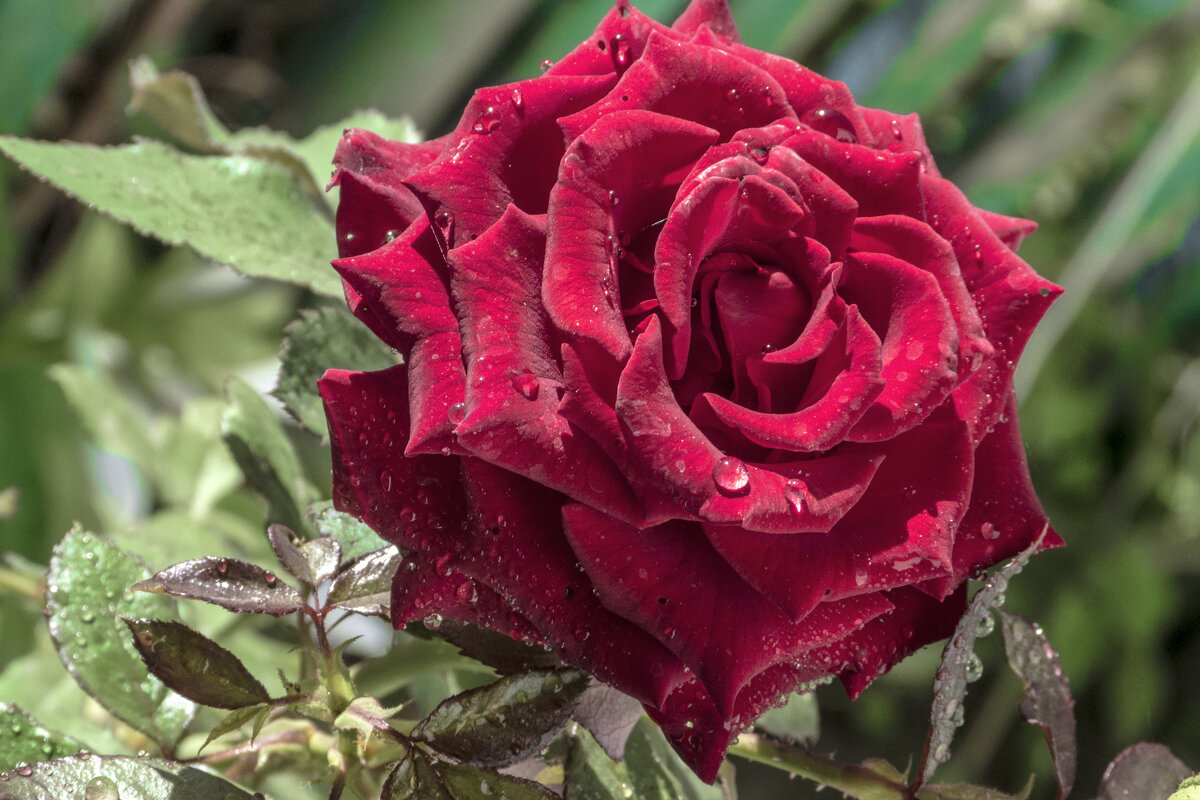 Бархатная роза - Валентин Семчишин