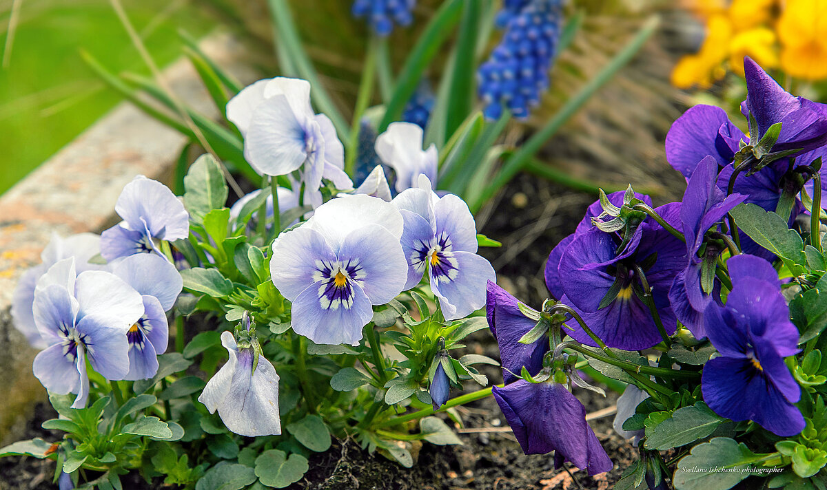 Анютины глазки - фиалка Витрокка - Светлана Ищенко