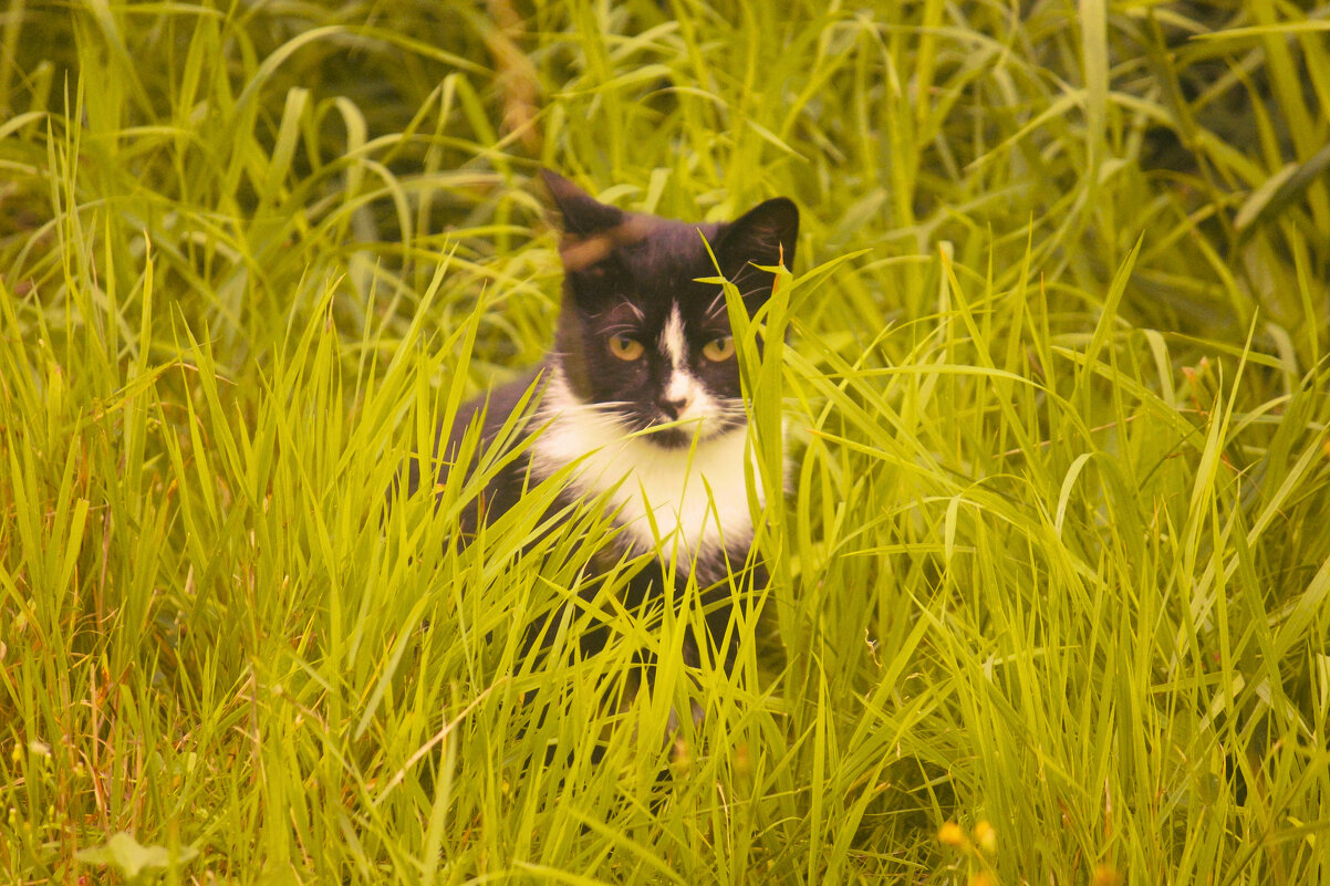 ** - Сергей Кочнев