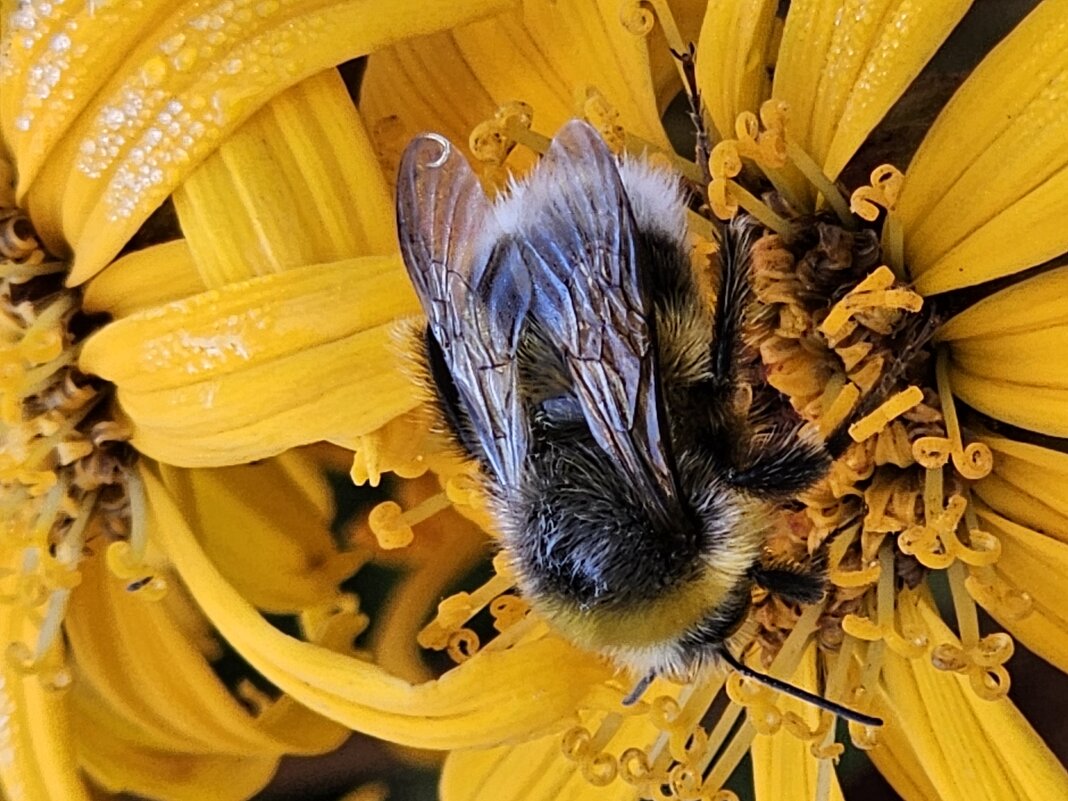 Искупаться в росе. - Галина Левина