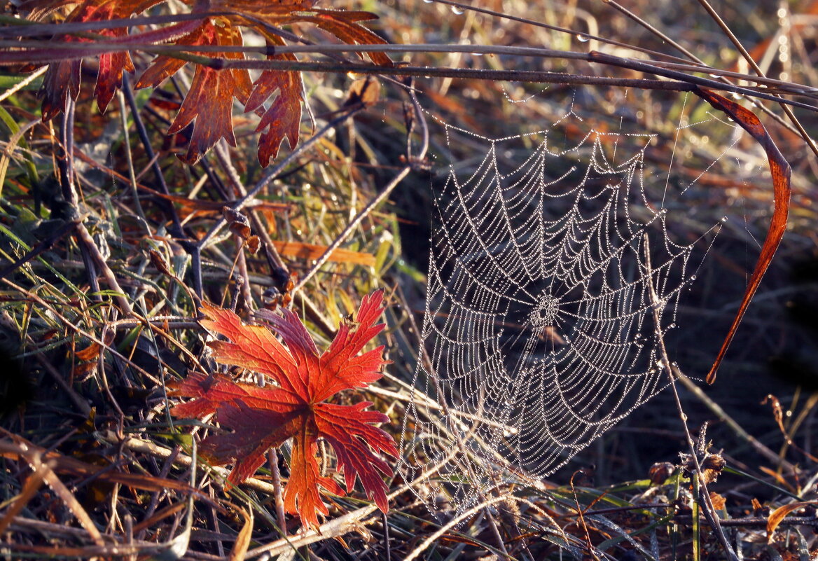 Утро 8 сентября Царицыно - Михаил Бибичков