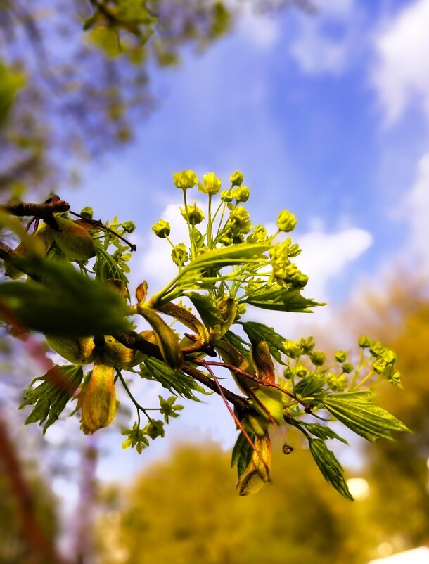 Весна - Любимова Ольга Весна - Любимова Ольга