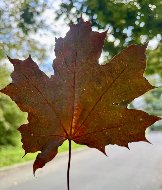 Лист - Анна Камс