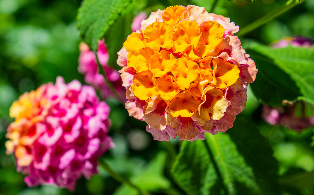 Лантана - Светлана SvetNika17 Лантана - Светлана SvetNika17