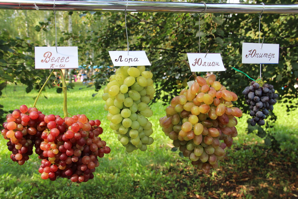 Сентябрь. - Венера Чуйкова Сентябрь. - Венера Чуйкова