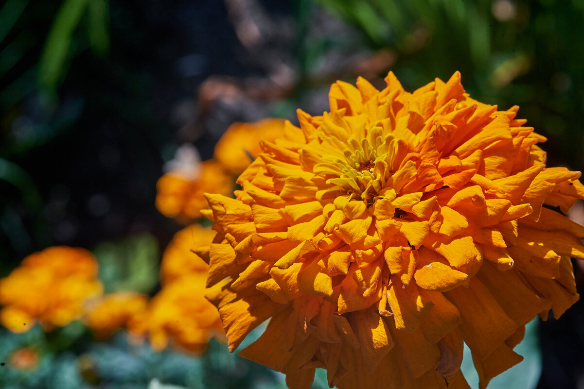 Бархатцы - Александр Леонов