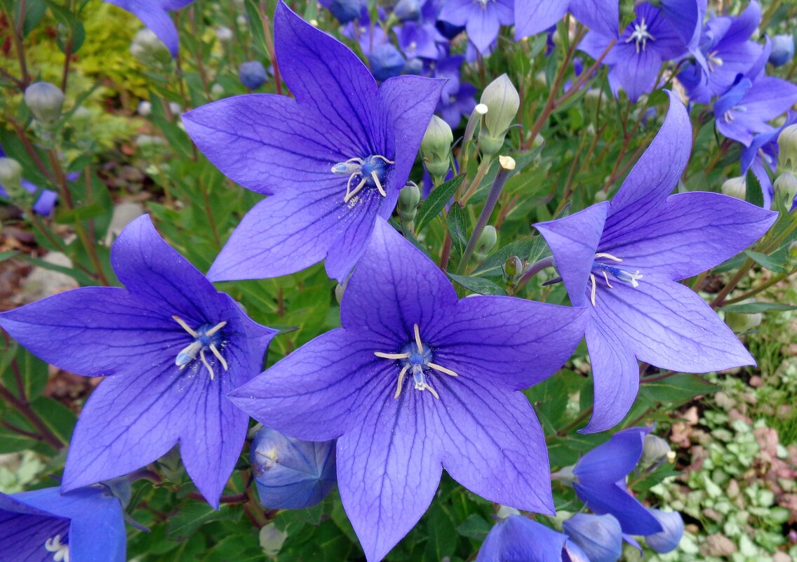 Колокольчики - Наталья 