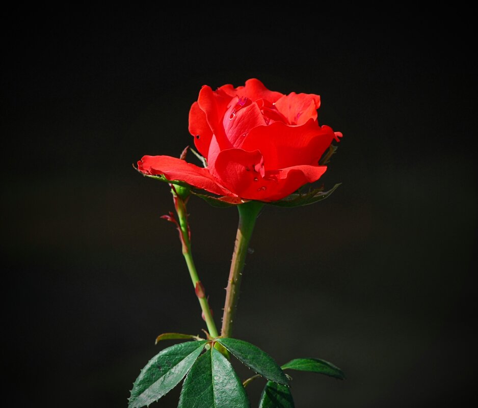 Роза сентября. - Владимир 