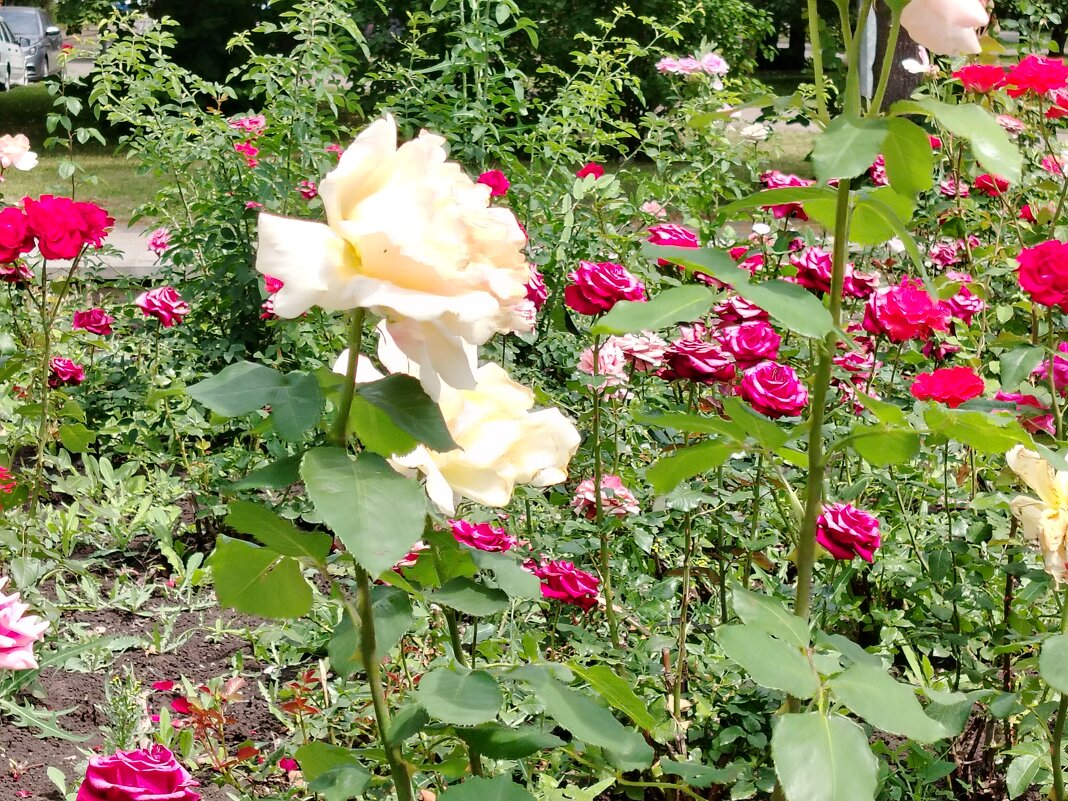 Розы на улицах Самары - Надежда 