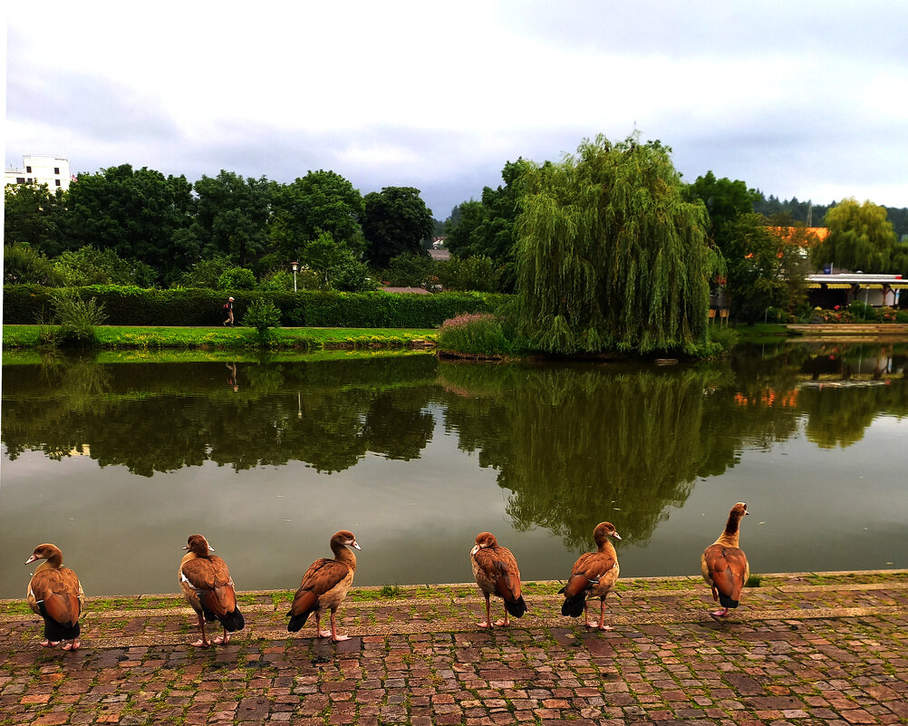 Гуси нильские - Сергей Порфирьев Гуси нильские - Сергей Порфирьев