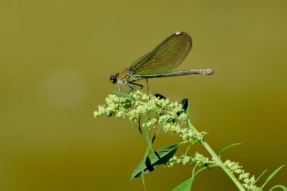 опять про стрекоз 8 - Александр Прокудин