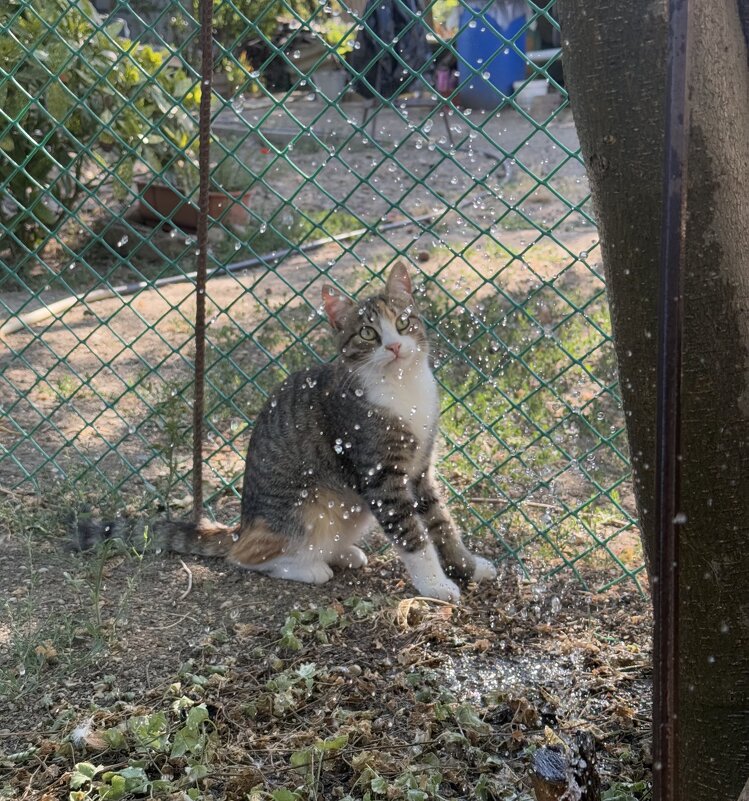 Маруся и капли. - Валентина .
