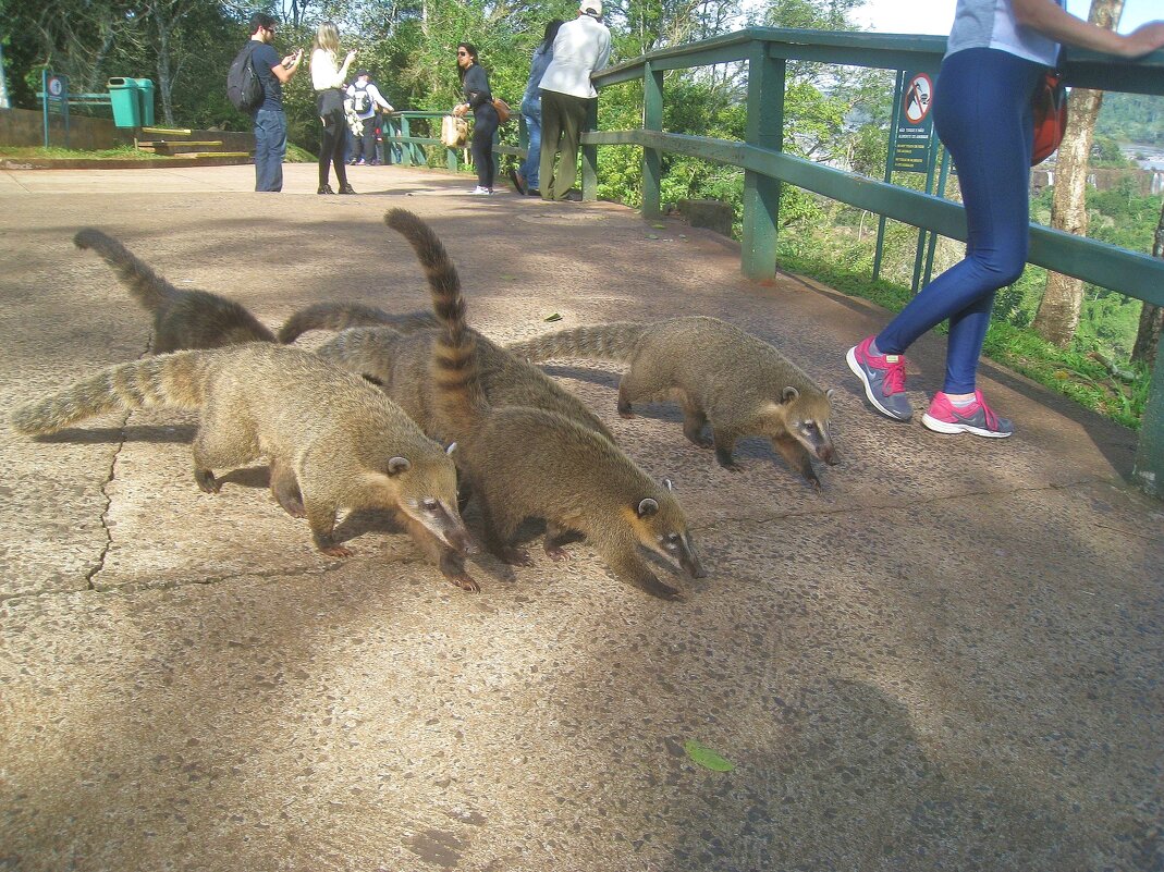 Мы банда! И мы никого не боимся! - unix (Илья Утропов)
