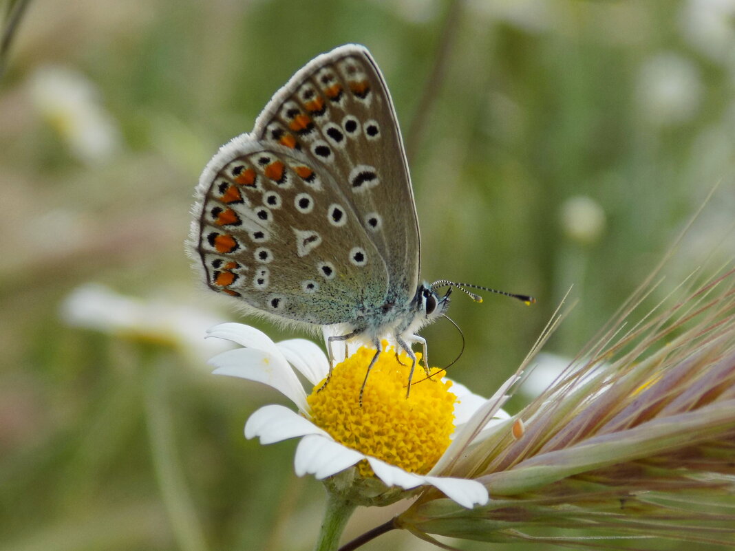 раз- ромашка, два- ромашка... - Константин Штарк