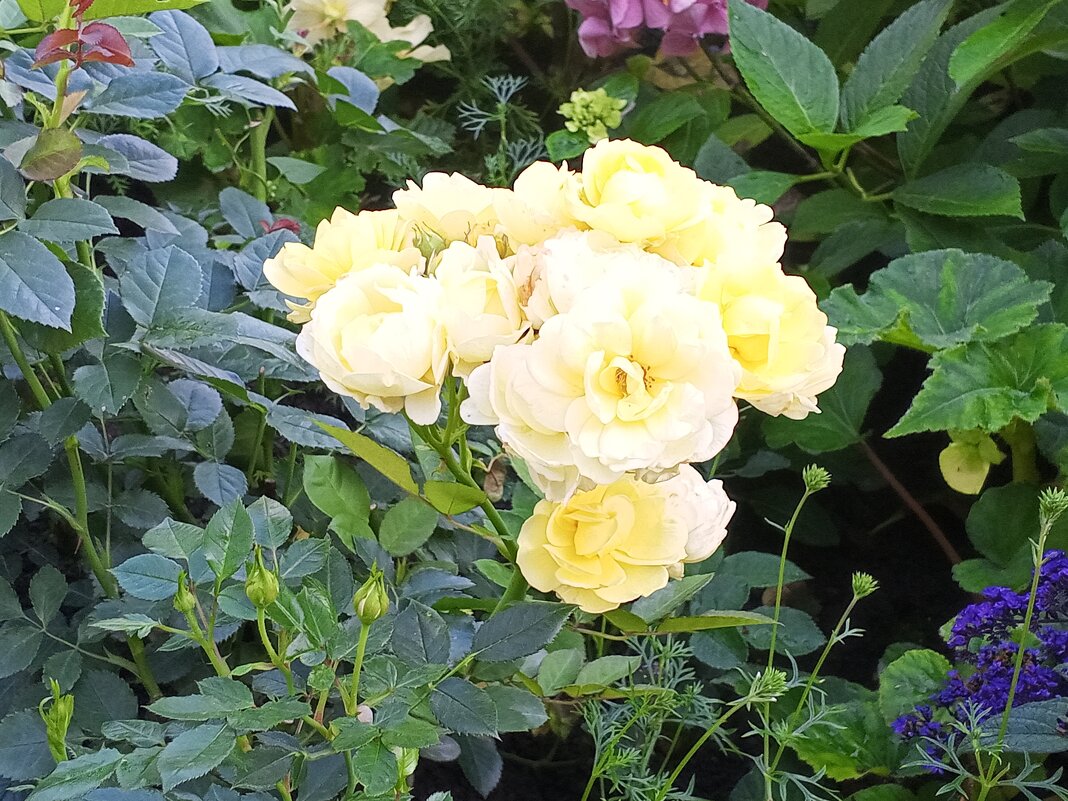 Розы - Сапсан 