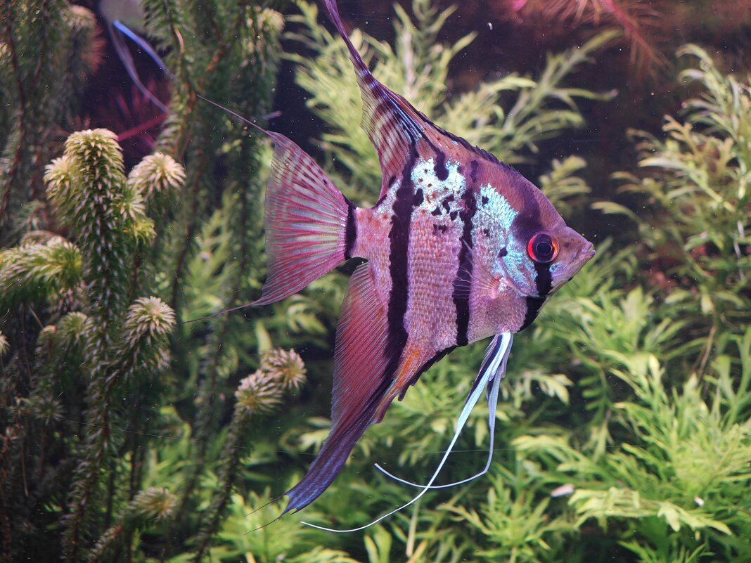 Скалярия - Москвариум на ВДНХ - <<< Наташа >>>