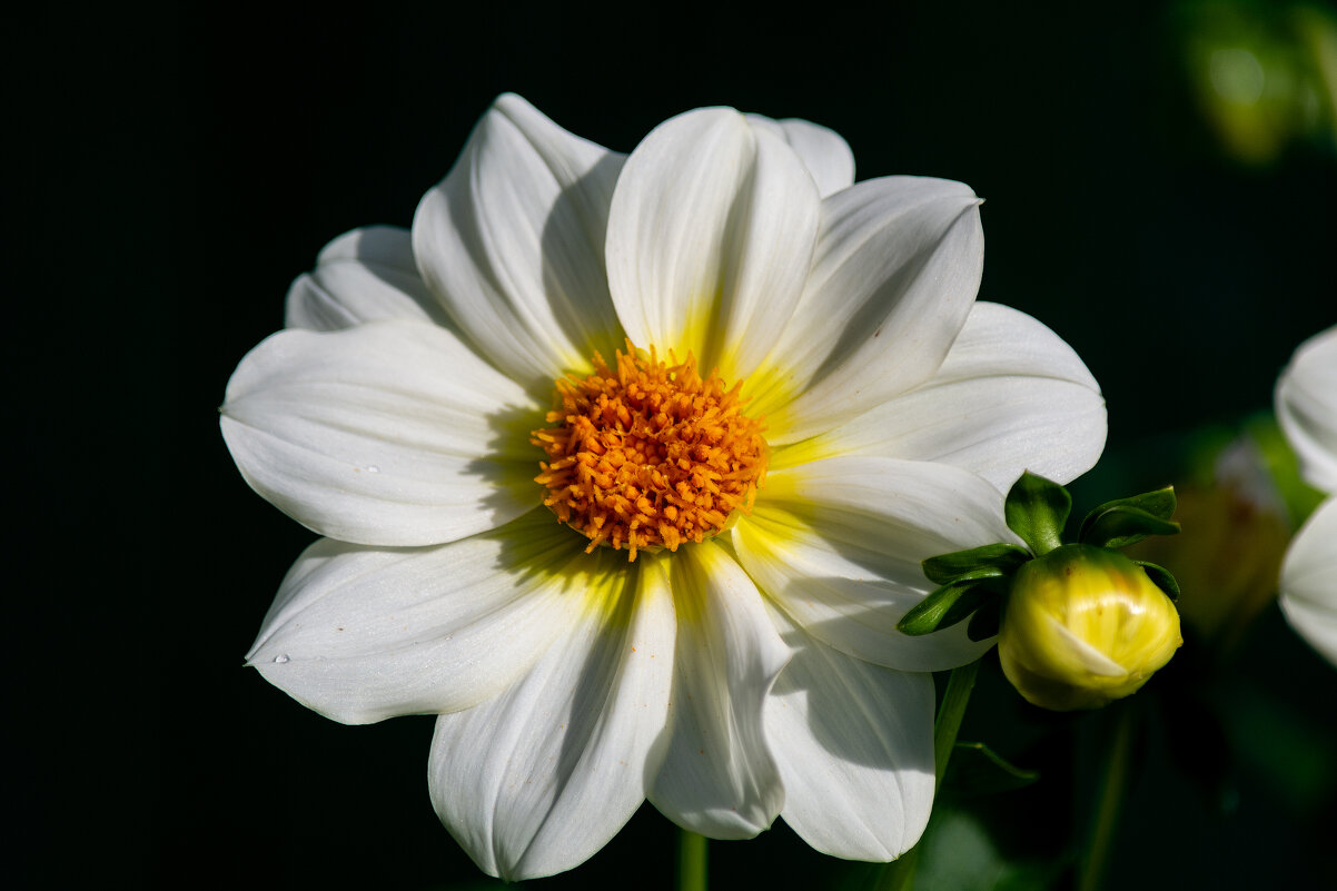 *** - Виктор Иванович Чернюк