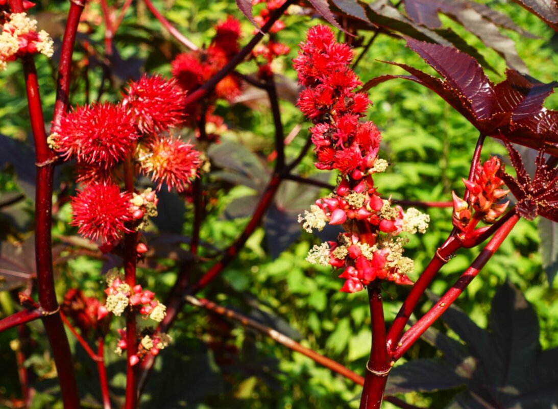 Цветущая клещевина - Aida10 