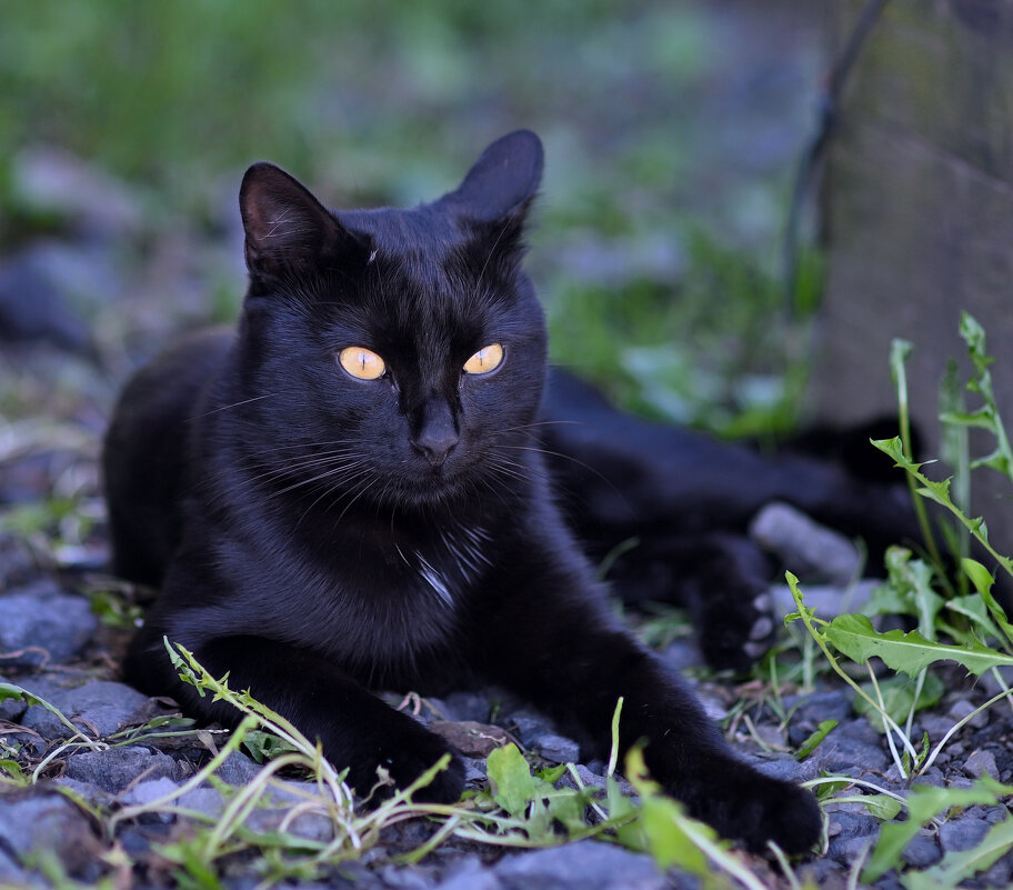 Уголёк отдыхает в тенёчке ... - Евгений Хвальчев