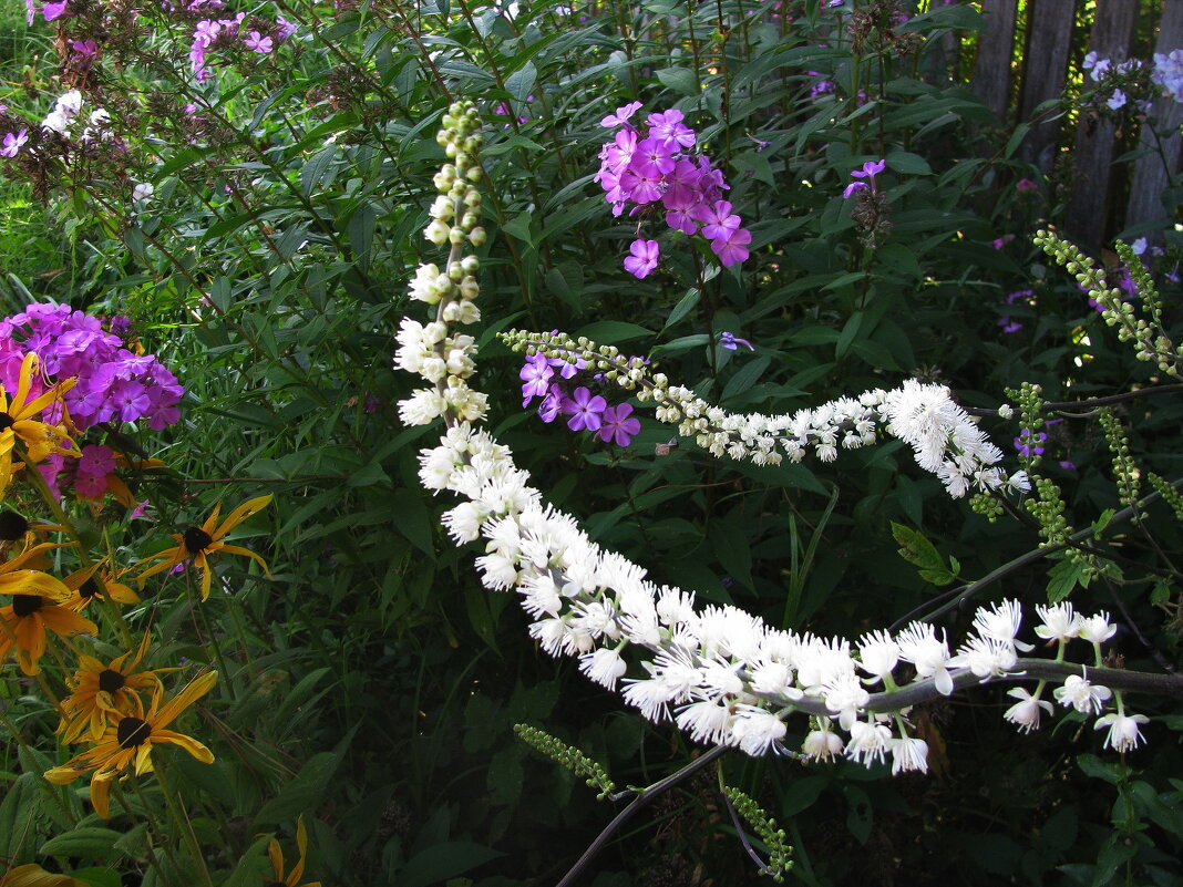 Клопогон зацвёл - Людмила Смородинская Клопогон зацвёл - Людмила Смородинская