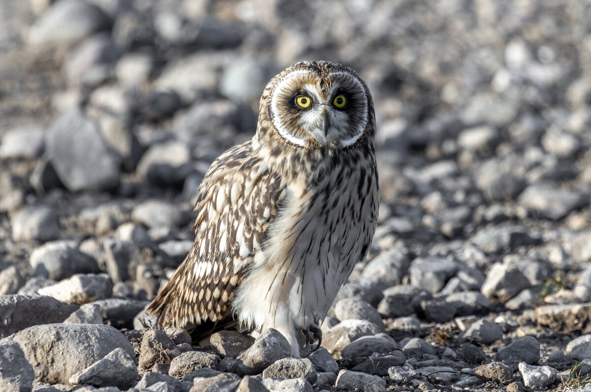 сова болотная - слеток. - юрий макаров сова болотная - слеток. - юрий макаров