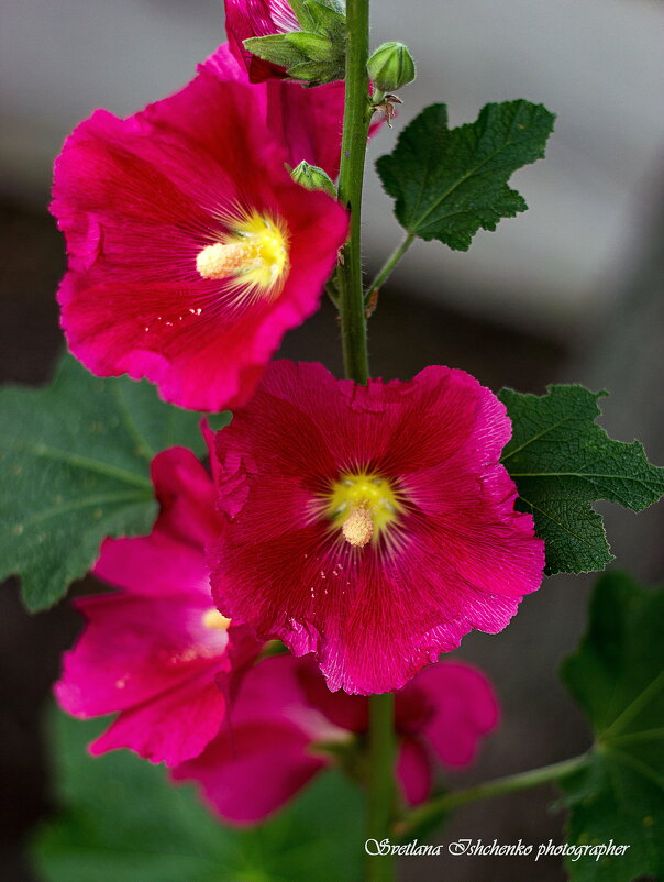 Мальва (шток-роза) - Светлана Ищенко Мальва (шток-роза) - Светлана Ищенко