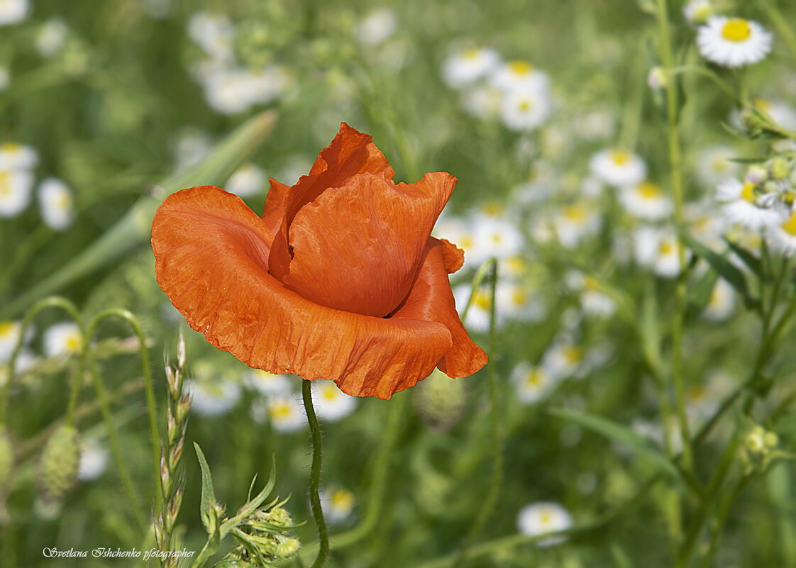 Мак - огненный цветок - Светлана Ищенко