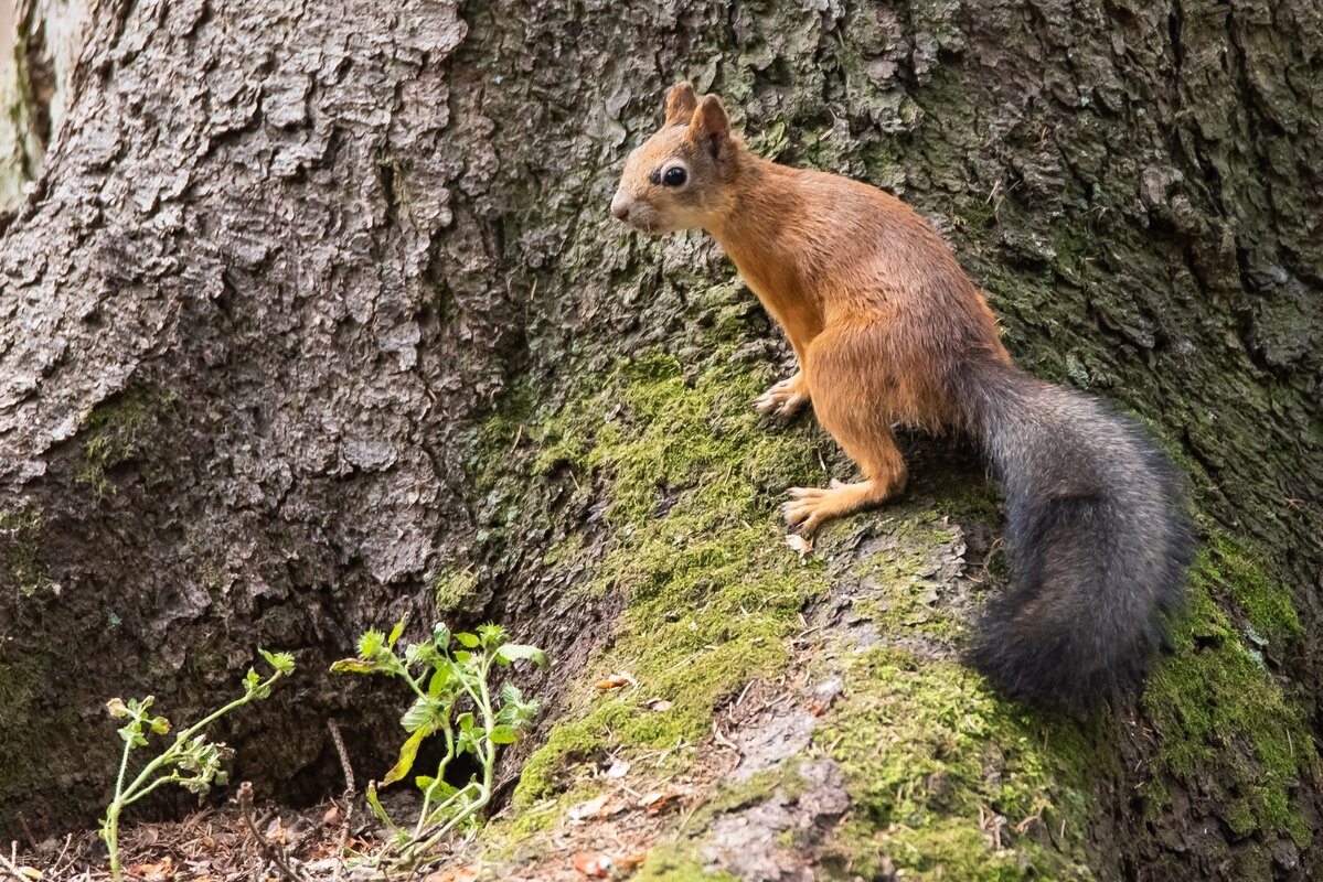 Белочка. - Виктор Евстратов