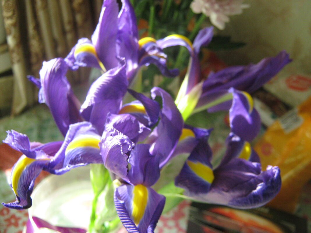 Ирис - Елена Семигина