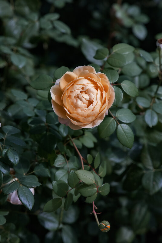 роза - Michel роза - Michel