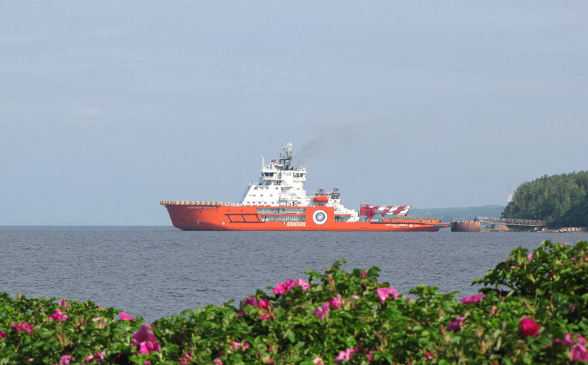 Ледокол «Александр Санников» с шиповником - Александр Ильчевский 