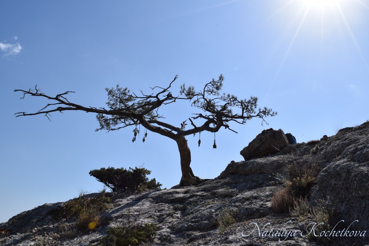 Природа Крыма - Amazing Cosmea