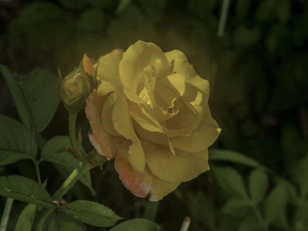 Жёлтая  роза - Валентин Семчишин