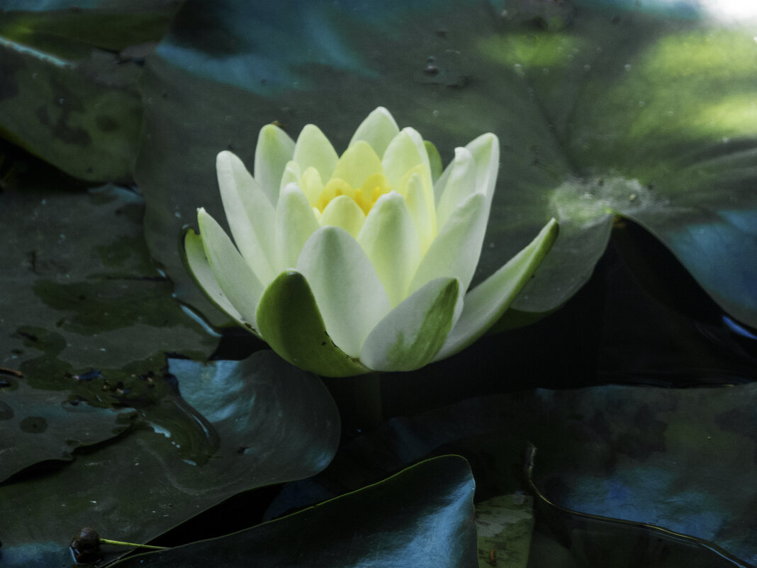 Белая   лилия - Валентин Семчишин