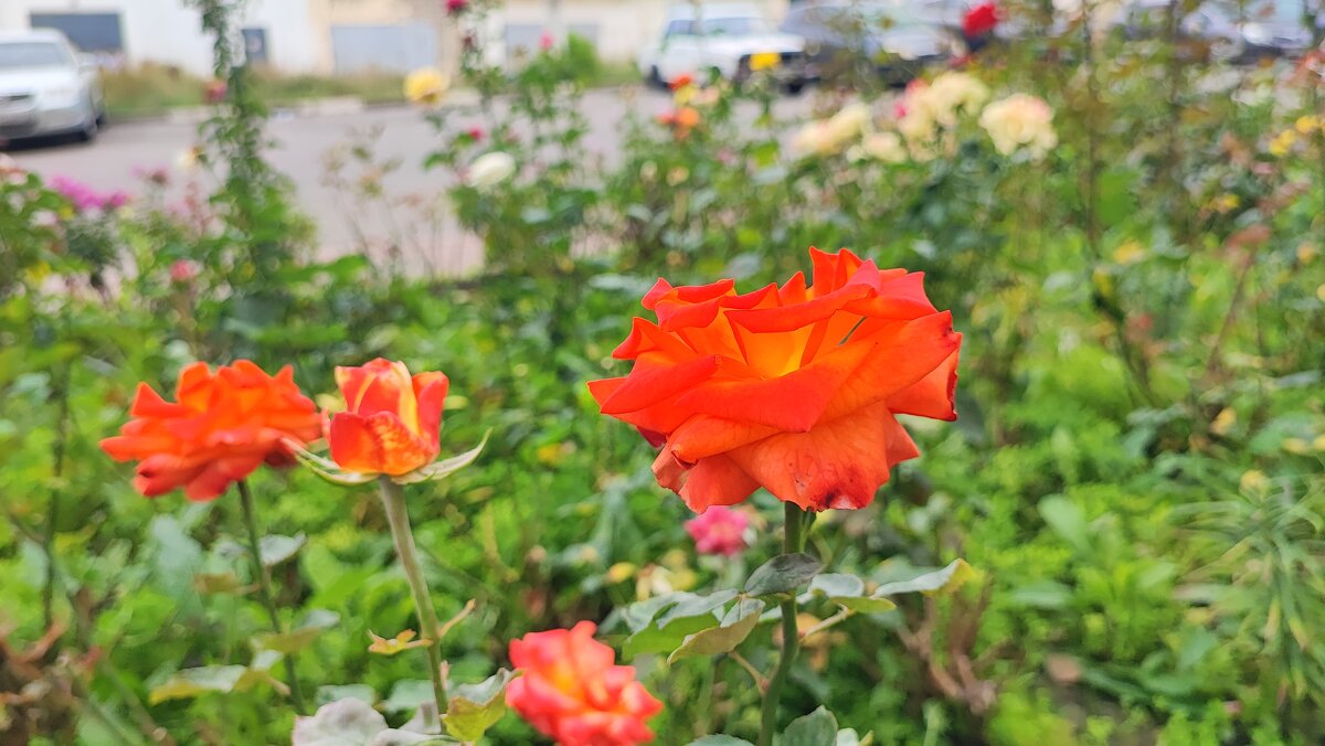 ,,, - Сергей Тимоновский