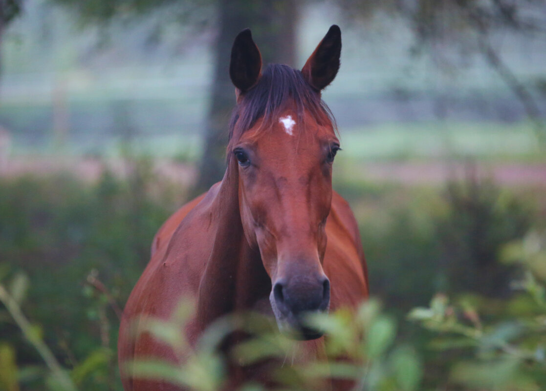 Она - liudmila drake