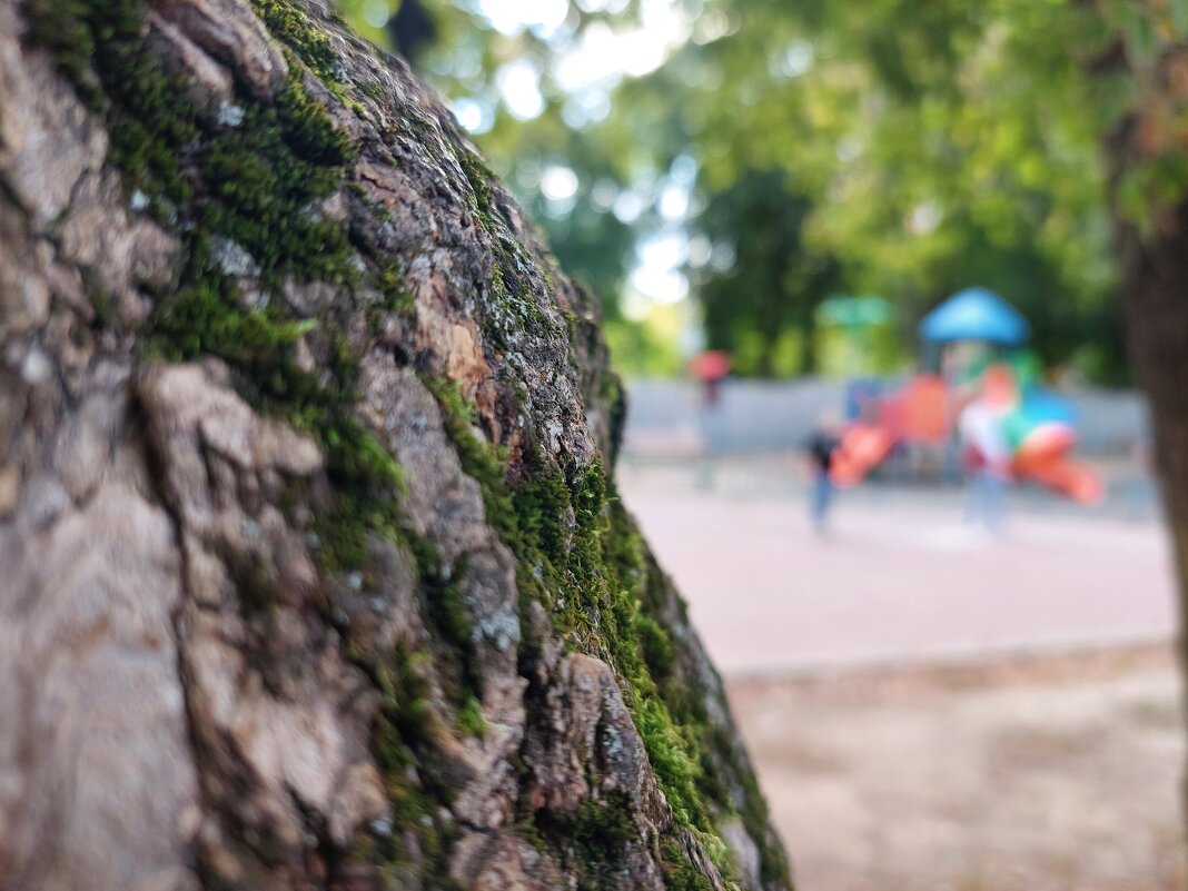 старый морщинистый вяз - Артём старый морщинистый вяз - Артём