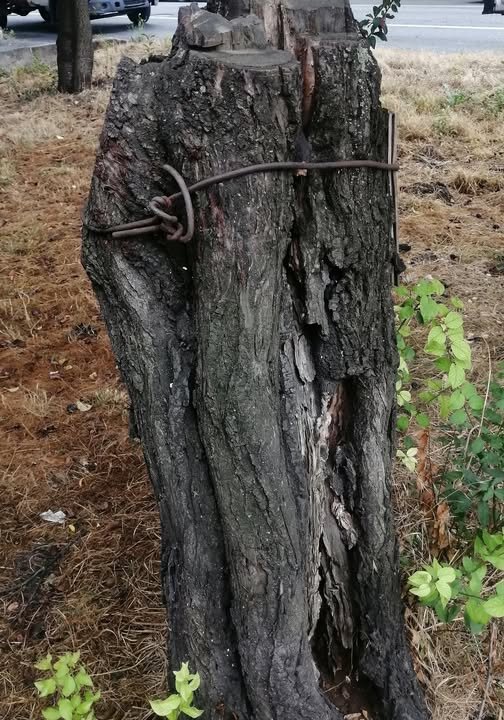 ПОЯС ВЕРНОСТИ - Юрий Вовк